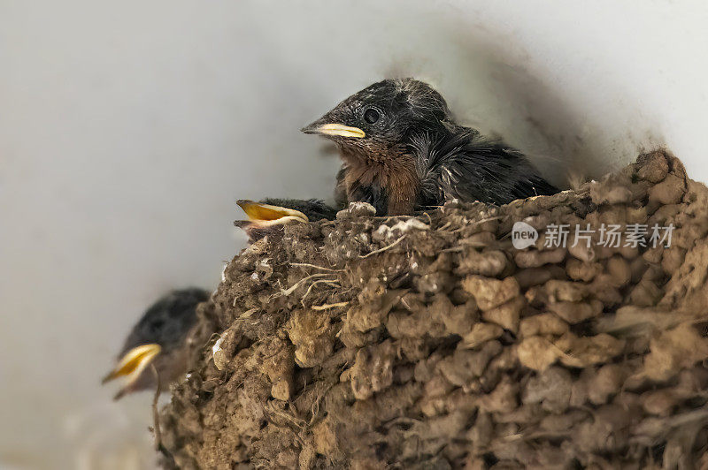 迎新燕子(Hirundo neoxena)